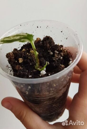 Эпипремнум вайт марбл