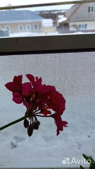 Пеларгония герань