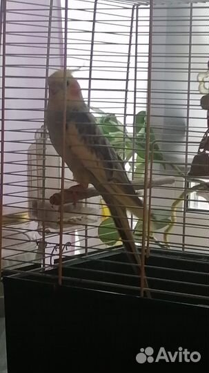 Попугай корелла с клеткой