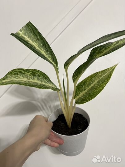 Аглаонема вайт рейн