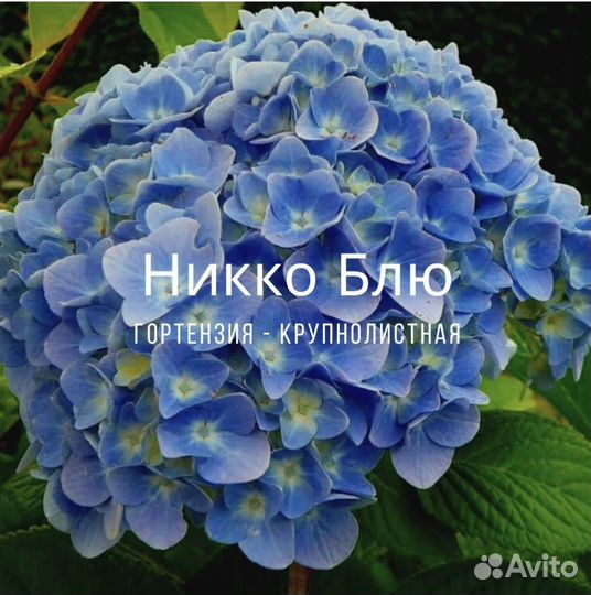 Гортензия крупнолистная