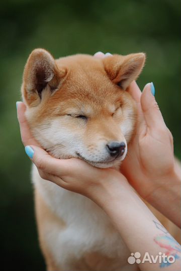Щенки сиба ину
