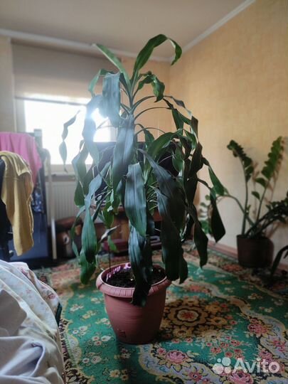 Пальма драцена 150 см