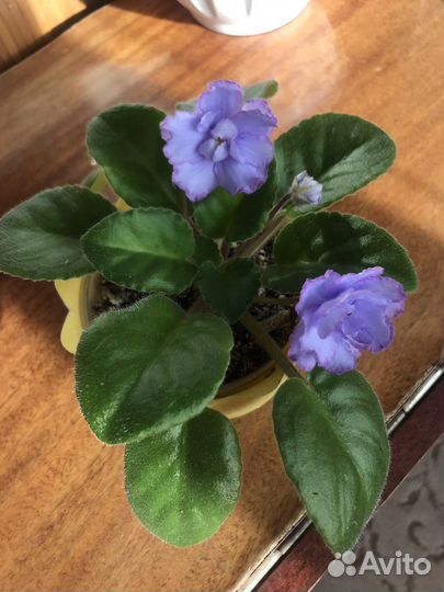 Фиалка сортовая