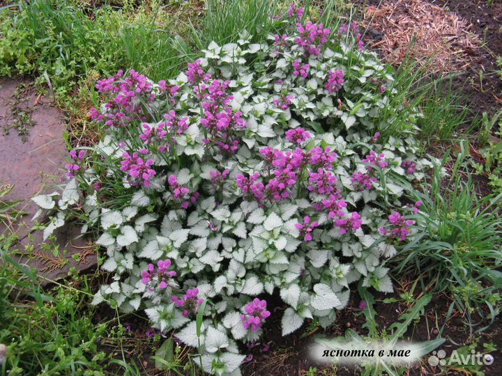 Деревья, кустарнии, хвойники