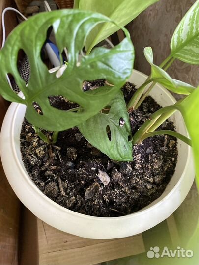 Растения Комнатные «отдам в хорошие руки»