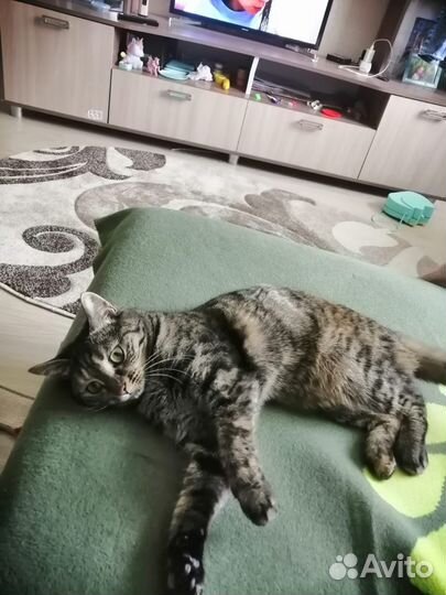 Отдам бесплатно кошку