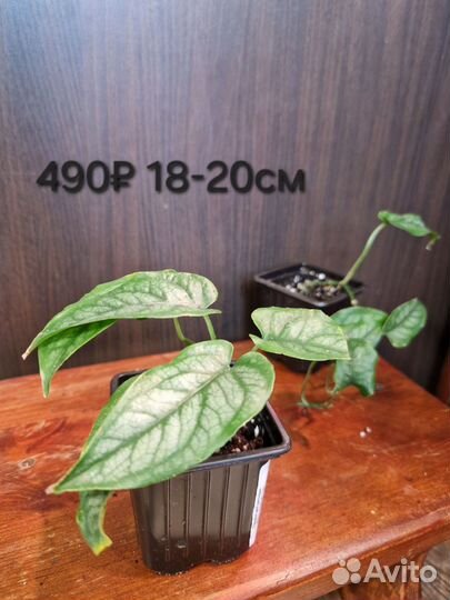 Монстера Силтепикана