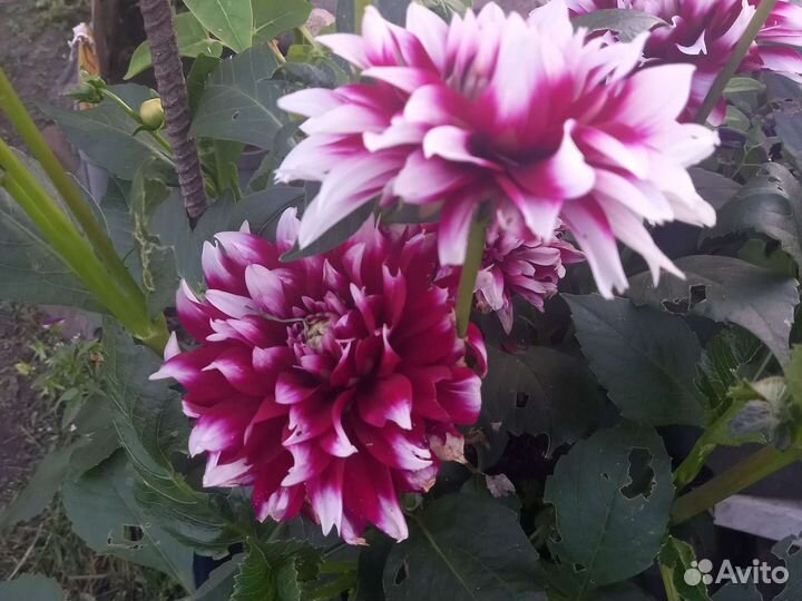 Георгины клубни