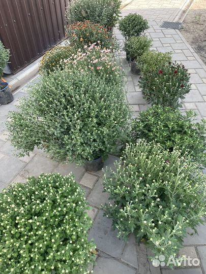 Хризантема в горшке