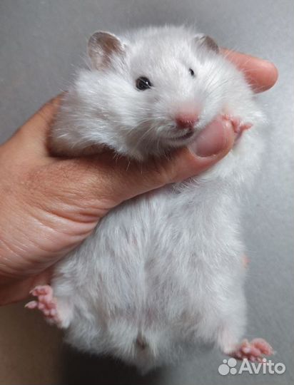 Хомяки голубые шиншилловые, ангорцы сатин