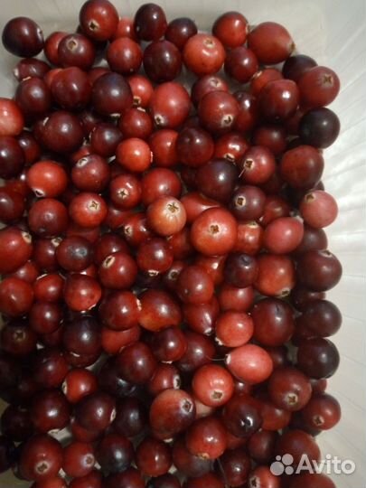 Клюква,грибы