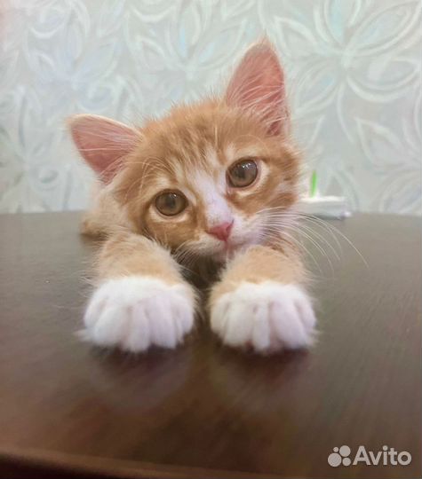 Кошка