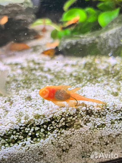 Анциструс Золотой