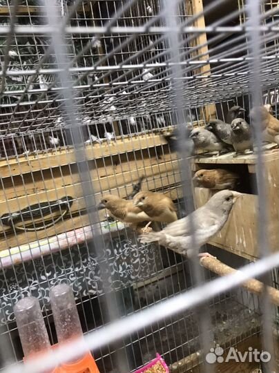 Канарейка амадины