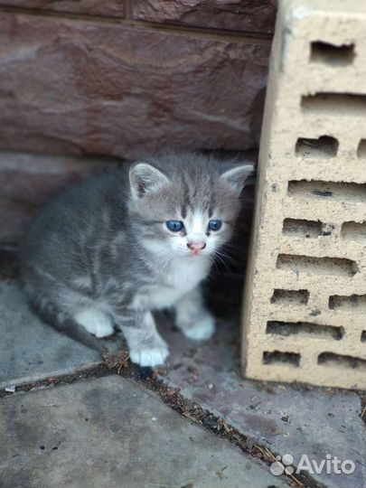 Кошки в добрые руки