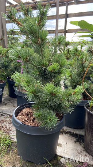 Сосна Негиши