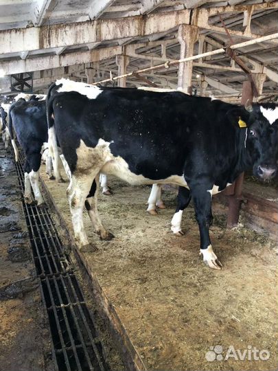 Нетели Черно-пестрой и Голштинизированной пород