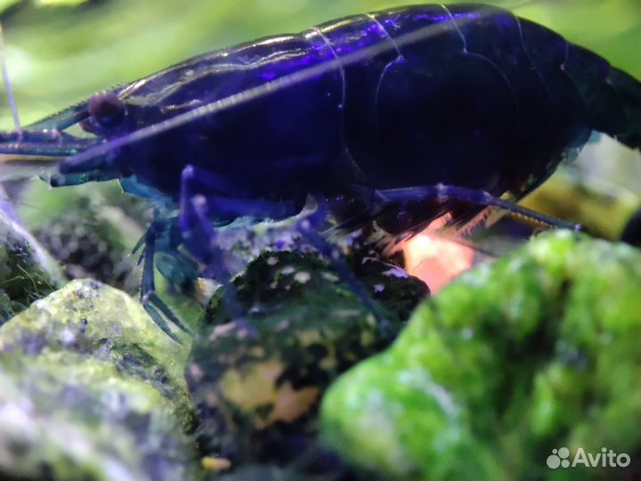 Аквариумные Креветки Blue Dream