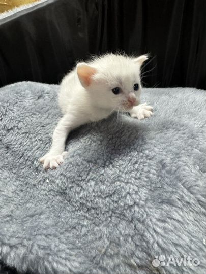 Белые котята