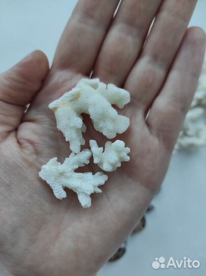 Кораллы и ракушки