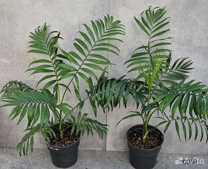 Пальма Хамедорея