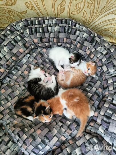 Отдам котят в добрые руки