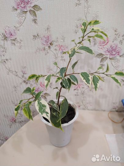 Фикус кинки