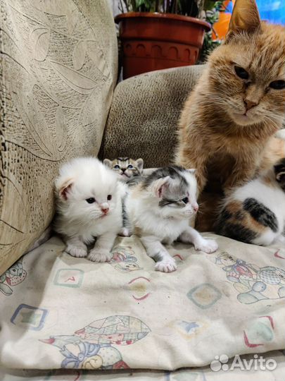 Кошечки в добрые руки