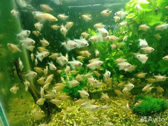 Аквариумные рыбки