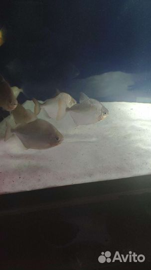 Аквариум 500 литров