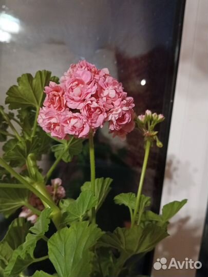 Герань пеларгония