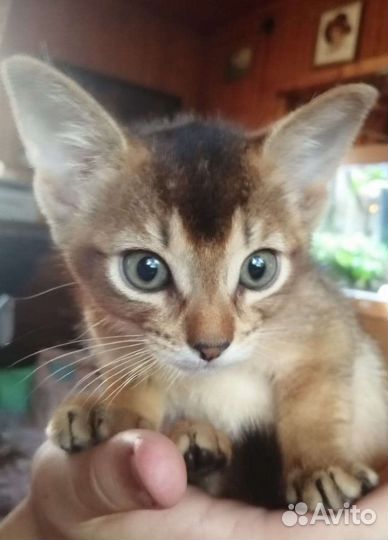 Приглашаем невесту на вязку)