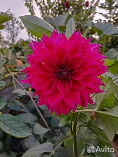 Георгины, в ассортименте