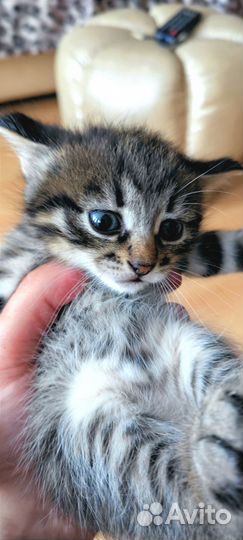 Котенок мальчик