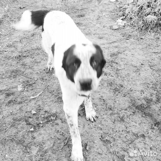 Дом престарелых для собак. Передержка на доживание