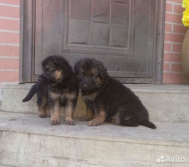 Немецкая овчарка