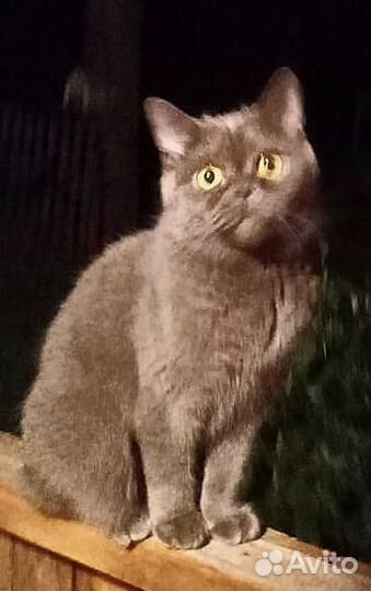 Вязка кошек