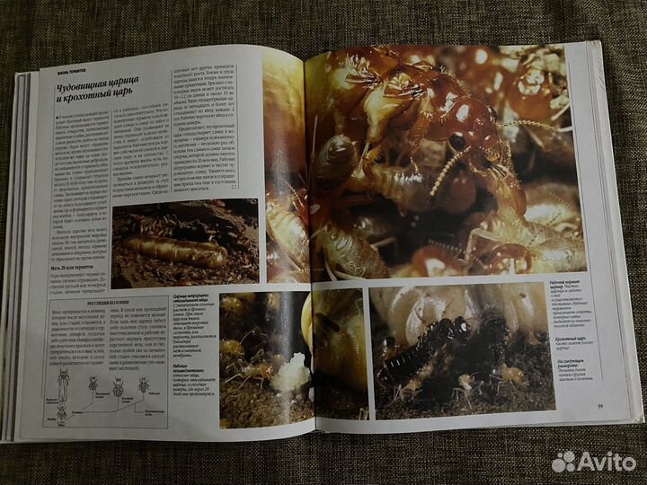 Энциклопедия «Африканские Просторы»