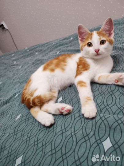 Стëпка ищет семью