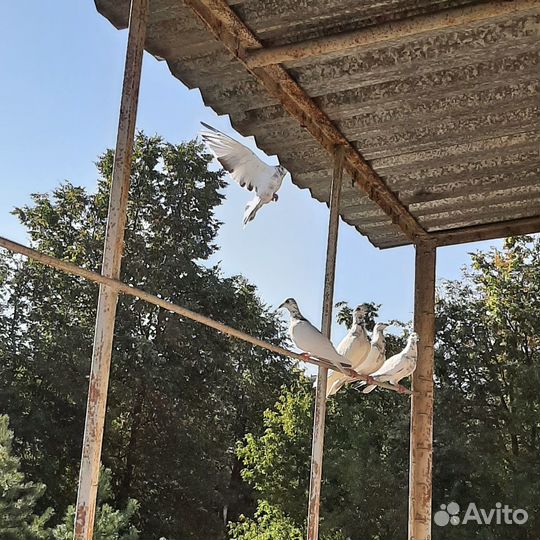 Голуби почтовые Поляки (Польские)