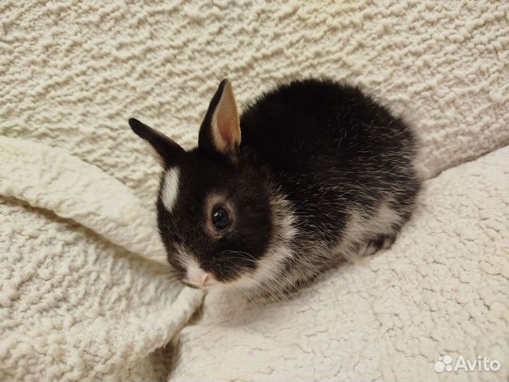 Декоративные кролики домашний мини