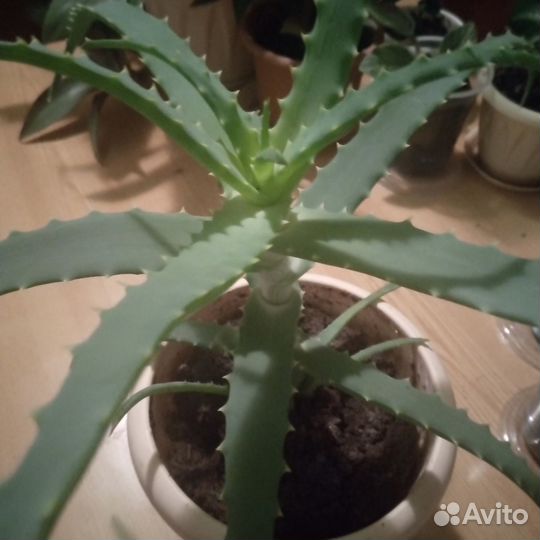 Комнатный цветок Алоэ