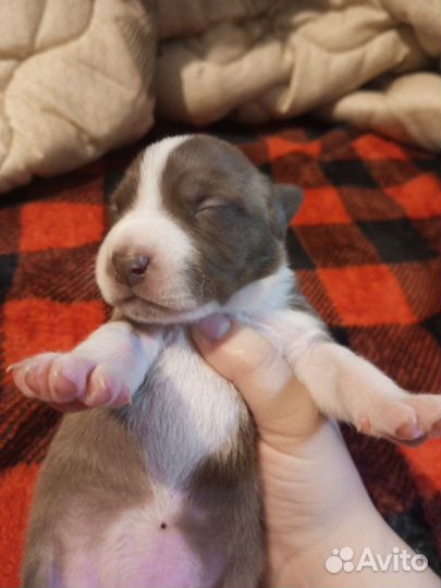 Щенки питбуля