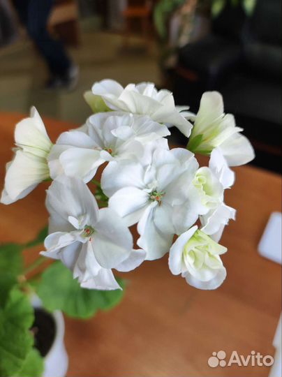 Пеларгония герань цветущая