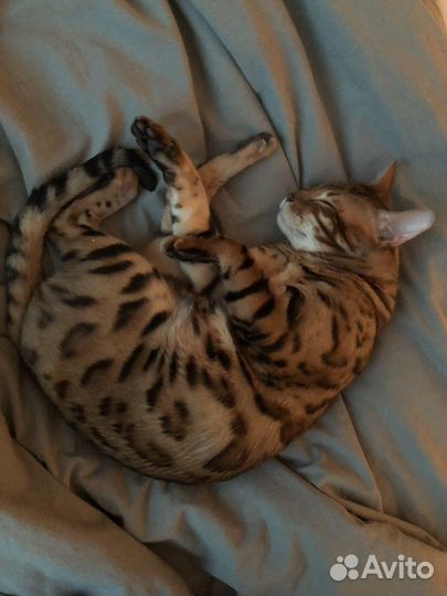 Передержка домашних животных