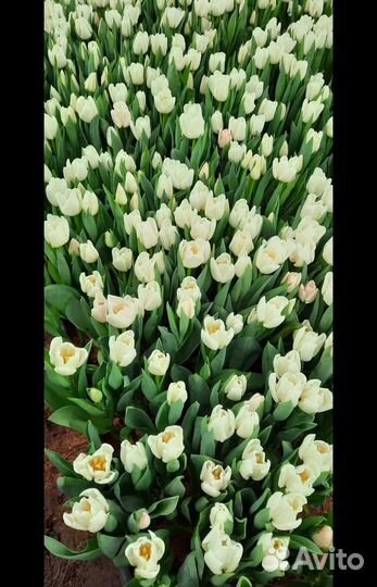 Тюльпаны к 8 марта оптом и в розницу