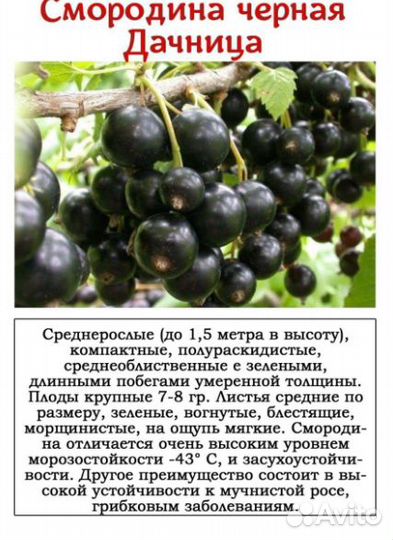 Саженцы черной смородины