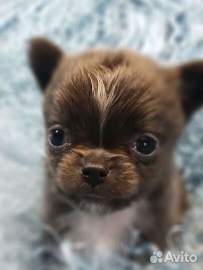 Чихуахуа.Мини мини мальчик