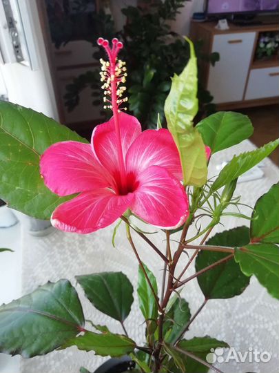 Гибискус купера